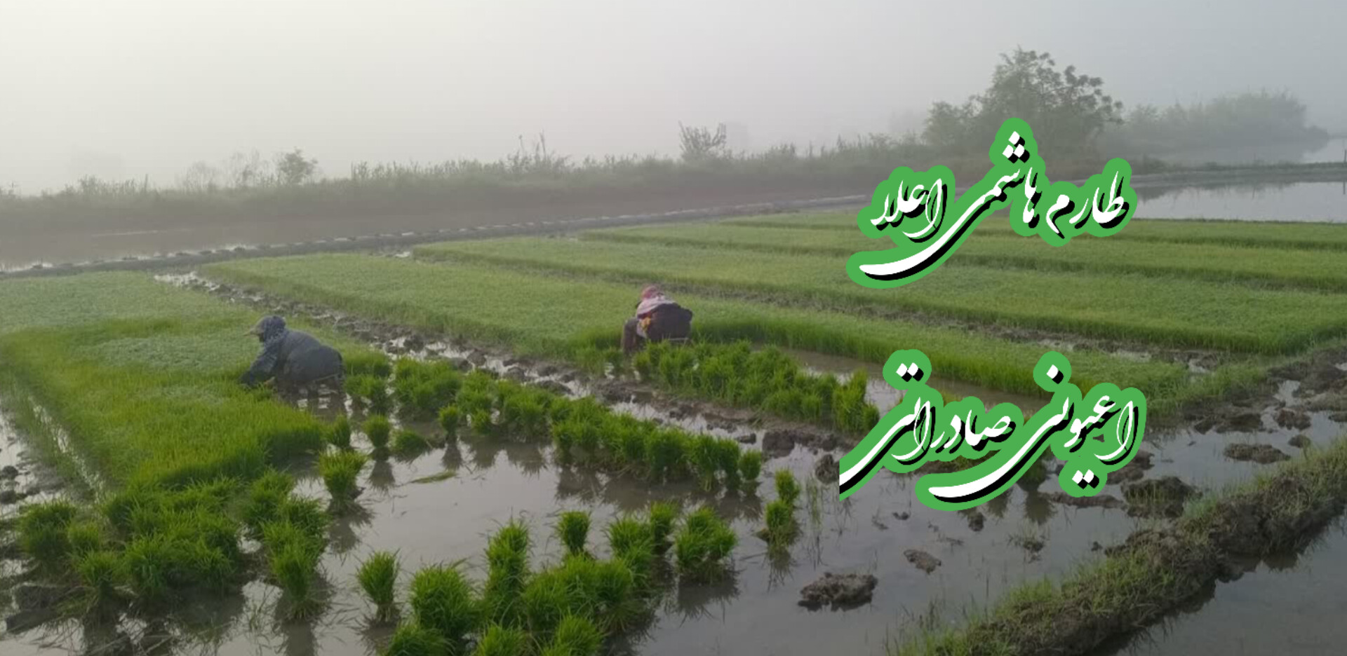 محصول ویژه ۲